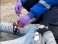 Celox Rapid Z-Fold Gauze For Life Threatening Emergency Bleeding
